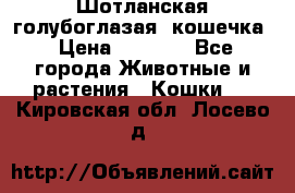 Шотланская голубоглазая  кошечка › Цена ­ 5 000 - Все города Животные и растения » Кошки   . Кировская обл.,Лосево д.